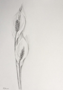 Angela, Peace Lilies, graphite, ref Pixabay.jpg